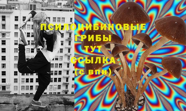 PSILOCYBIN Гусиноозёрск